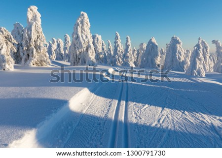 The majestic white spruce shines with the sunlight. Scenic and beautiful winter scene. Beautiful snowy trees on winter landscape. Alpine ski resort. Cross-country skiing track or trail