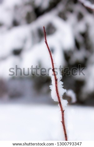 Frozen burnet rose bush branch with snow at spikes in the winter time - Image