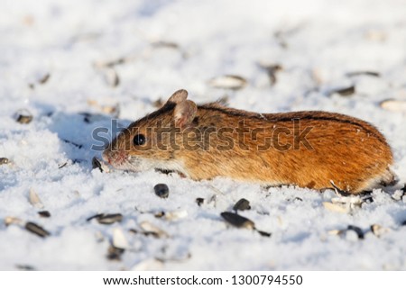 Striped field mouse eating sunflower seeds on snow in winter. Cute little common rodent animal in wildlife.