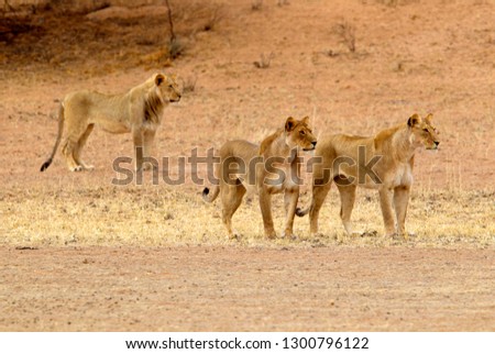 African lion (Panthera leo), young male, Kgalagadi Transfrontier Park, Kalahari desert, South Africa.