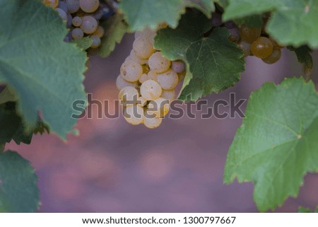 Bunch of ripe grape on plantation closeup. Riesling grapes. Vine stock at wine yard.