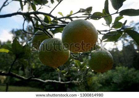 Wet oranges hang from tree in forest on Oahu, Hawaii.