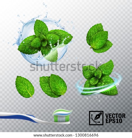 3D realistic vector set, transparent splash of water with a mint sprout, various options for mint leaves, a fresh whirlwind, a toothbrush with a paste Royalty-Free Stock Photo #1300816696