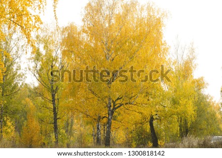 beautiful colors of the autumn forest