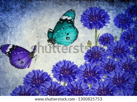 Blue flowers of Сornflower. (Centaurea cyanus. Asteraceae) and fluttering butterflies. Old paper texture