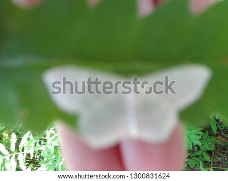 Beautiful flowers, amazing colors, flowers, butterfly flowers, white butterflu on the leaves