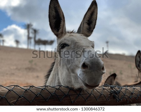 Donkey head portrait