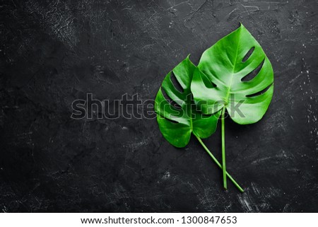 Tropical green leaf on a stone background. Top view. Free copy space.