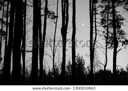 Evening contour black and landscape trees . moon light between trees silhouette. 