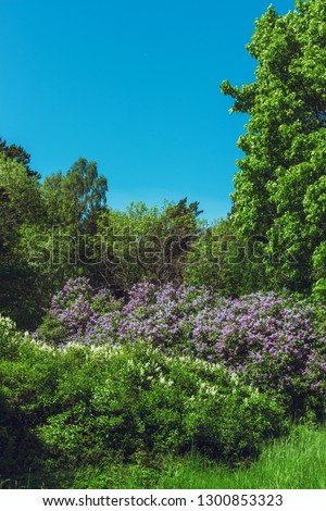 Blossoming lilac tree in spring time. Beautiful fresh spring natural background. Bright sunny day. Green forest and blue sky on the background. Lilac tree covered with plenty blooming purple flowers.