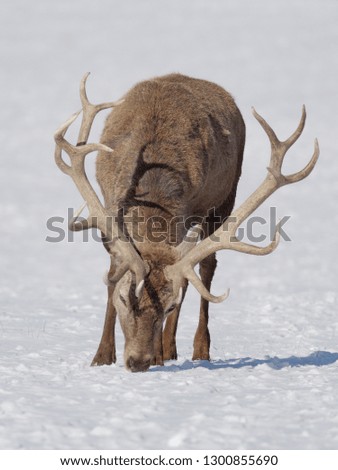 The red deer (Cervus elaphus) is one of the largest deer species. Deer on the snow. Happy deer. Hunting in the winter