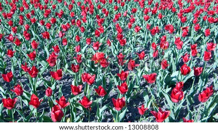 Red tulips on a field, May, Russia