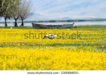 boat flower goose