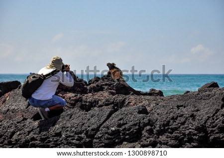 A photographer taking a photo of a marine iguana on the volcanic island of Isabela, Galapagos, Ecuador