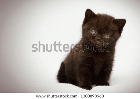 Little cute kitten close up. Portrait of kitten. Funny screaming young kitten on a light background. For lovers of adorable cats