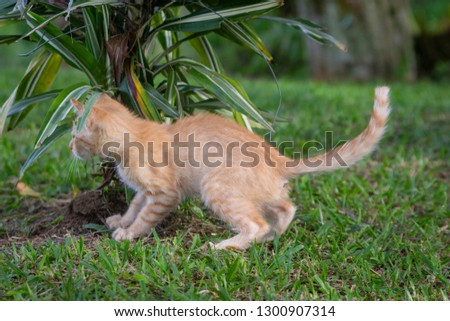 cat playing in garden