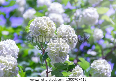 Blooming beautiful white flowers in the summer garden. Viburnum flowering bush on a bright sunny day Royalty-Free Stock Photo #1300907413