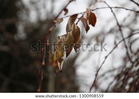 a bud on branch