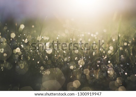 Macro grass with drops