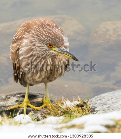A night heron is facing the photographer with water in the background and some snow in foreground
