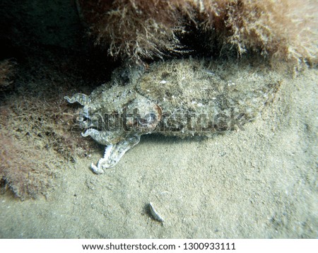 a cuttlefish camouflaged tries to blend in with the sand of the sea floor Royalty-Free Stock Photo #1300933111