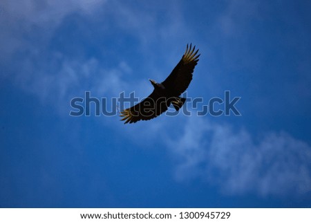 The vulture flight against blue sky.