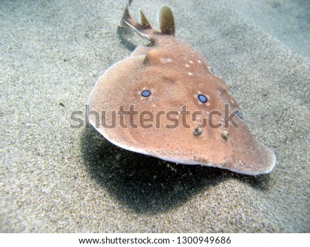 common or ocellate torpedo torpedo electric ray cartilaginous fish swims just touching the sand Royalty-Free Stock Photo #1300949686