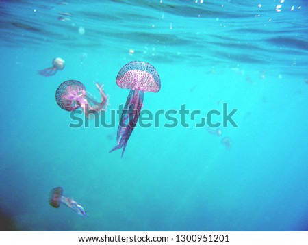 some specimens of jellyfish pelagia nocticula are carried away by the sea current Royalty-Free Stock Photo #1300951201