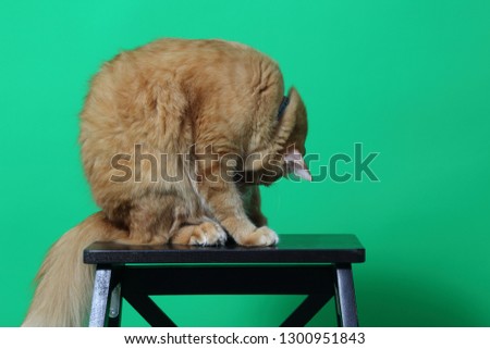 The ginger cat on the green screen.