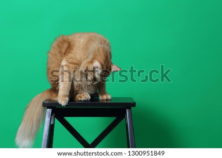 The ginger cat on the green screen.