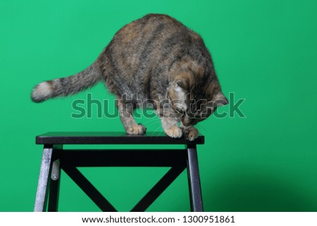 The young tabby cat on the green screen.