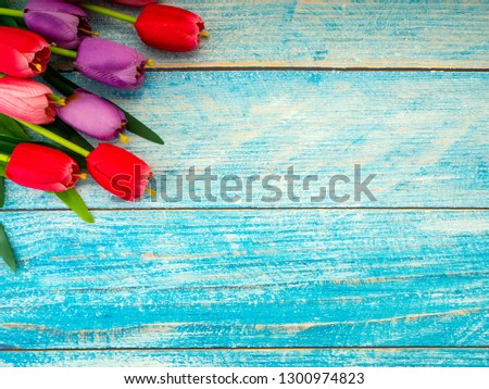 Multi color Tulips on blue wood background.Image of spring flower. Empty space for design