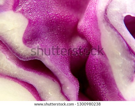 Macro shot of Purple cabbage texture