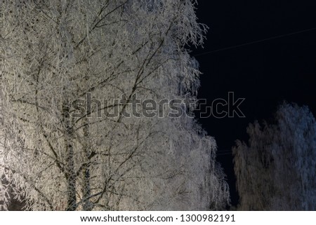 Glowing birch crowns in hoarfrost on the background of the night black sky.winter