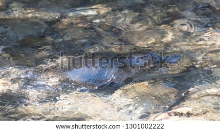 Platypus swimming in a remote creek in Tasmania , Australia.