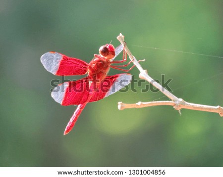 close up red dragonfly stand on dry stick tree with blur backdrops. real nature background concept. free space for add text, wallpaper, banner, desktop, display.