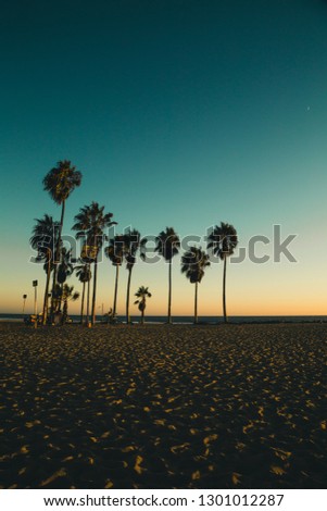 Venice Beach California Palm Tree Sunset