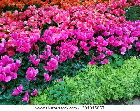 Blurred flower garden with blurred pattern background