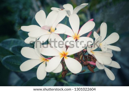White frangipani flower blooming in garden