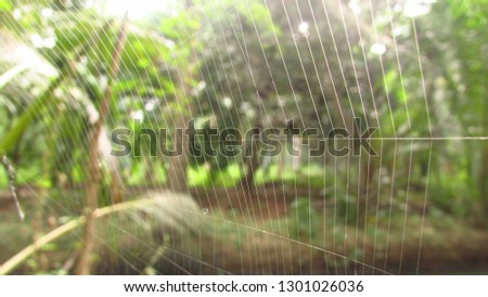 cobweb in garden