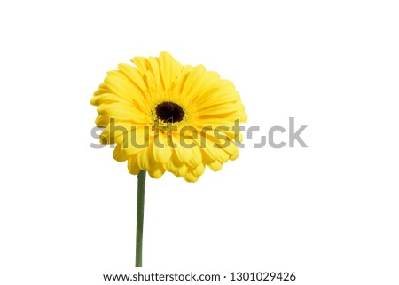Beautiful yellow gerbera flower Isolated On White Background including clipping path with copy space
