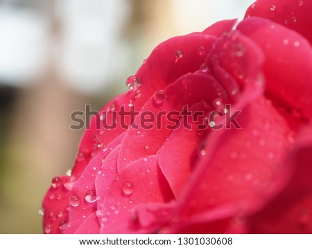 Close up Pink roses flower whit raindrops on a pink rose background,selection focus only some point on image,Beautiful valentines roses