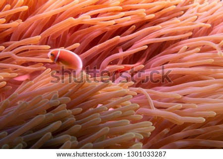 abstract anemone background