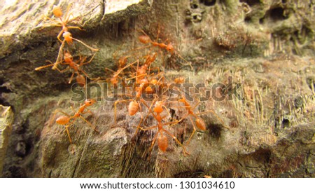 colorful of red ant