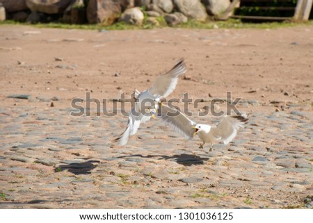 Two big sea gulls fight in the town square
