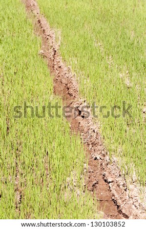 young rice plant in rice field at Thailand