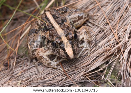 Macro/Close up image a Asian Grass Frog - Fejervarya limnocharis at wildlife.