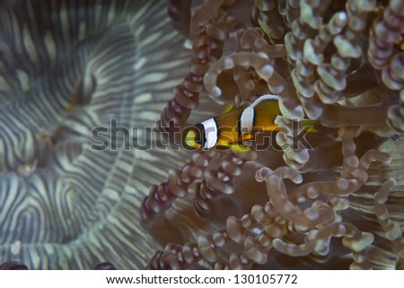 A juvenile Saddleback anemonefish (Amphiprion polymnus) swims within the tentacles of its host beaded anemone (Heteractis aurora).  This is a mutualistic symbiosis.