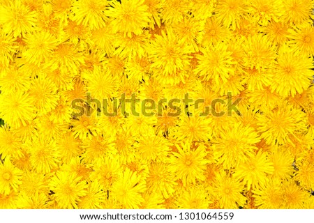 Background Of Yelow Dandelions Flowers for your design.
