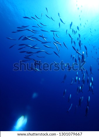 schooling fish passing by at Little Pigeon island dive in East New Britain . Papau New Guinea best dive sites with 30 m visility Royalty-Free Stock Photo #1301079667